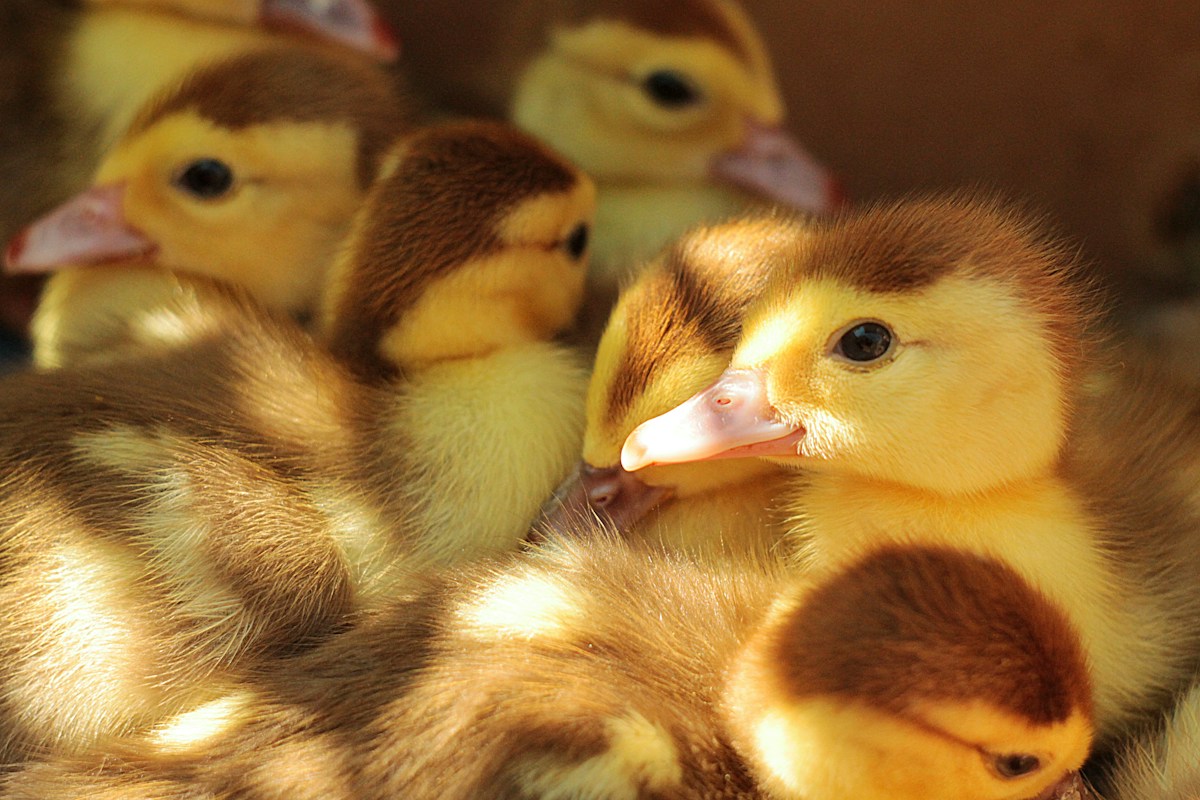 A flock of yellow ducklings