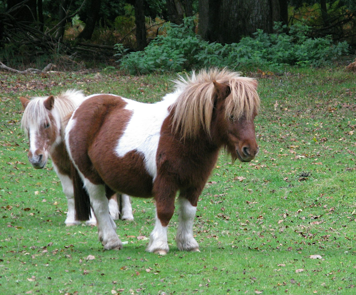 Two ponies in a grassy field